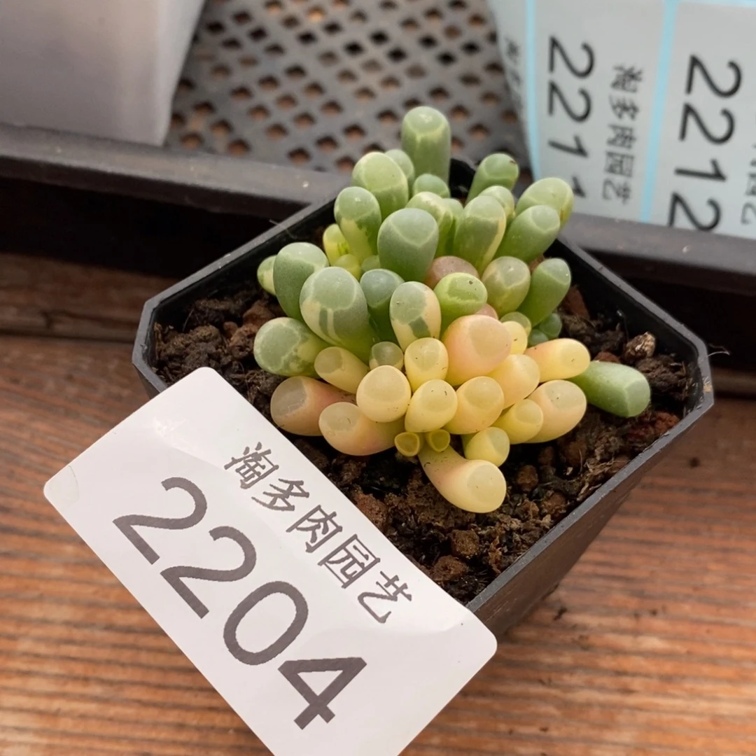 五十铃玉锦多肉植物2204