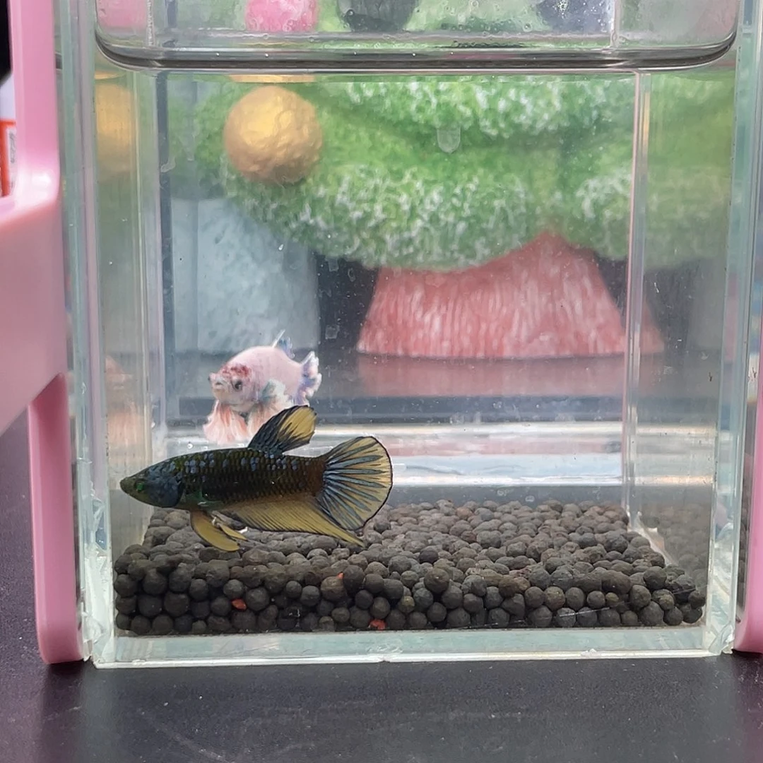 斗鱼20号1225早绿武士