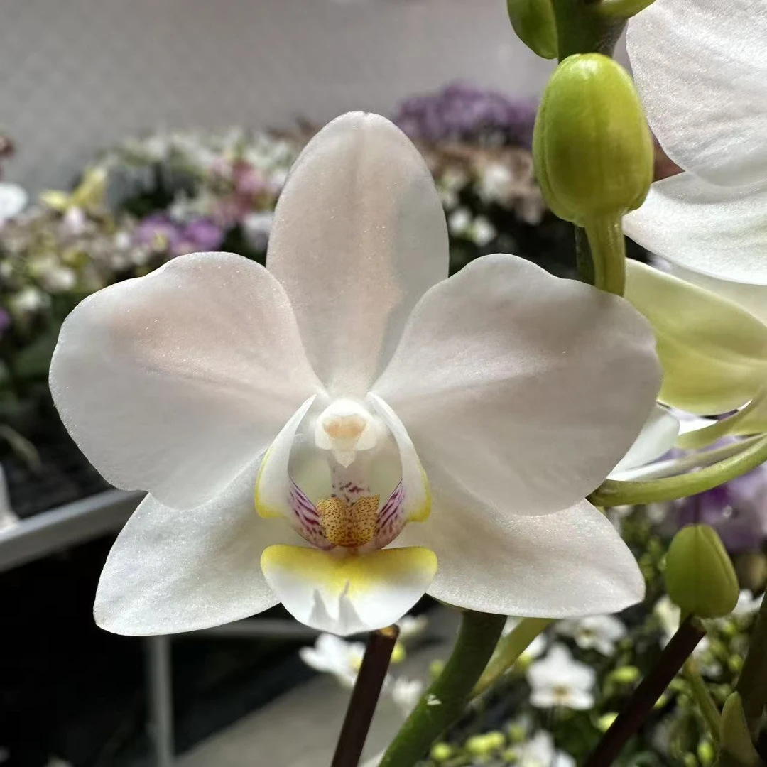 蝴蝶兰【伯尔尼】梦幻浪漫室内高端花卉绿植