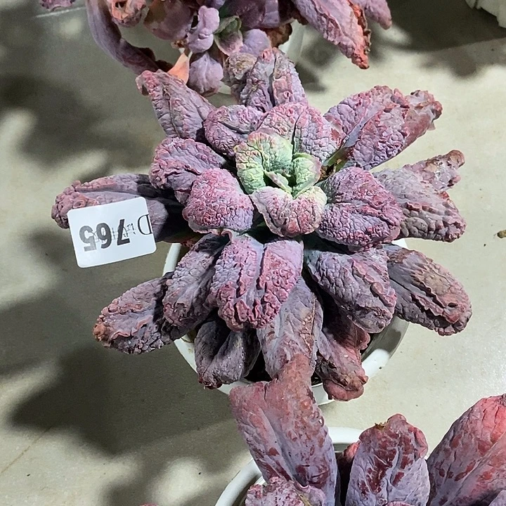 邶***贝765男爵多肉植物多肉