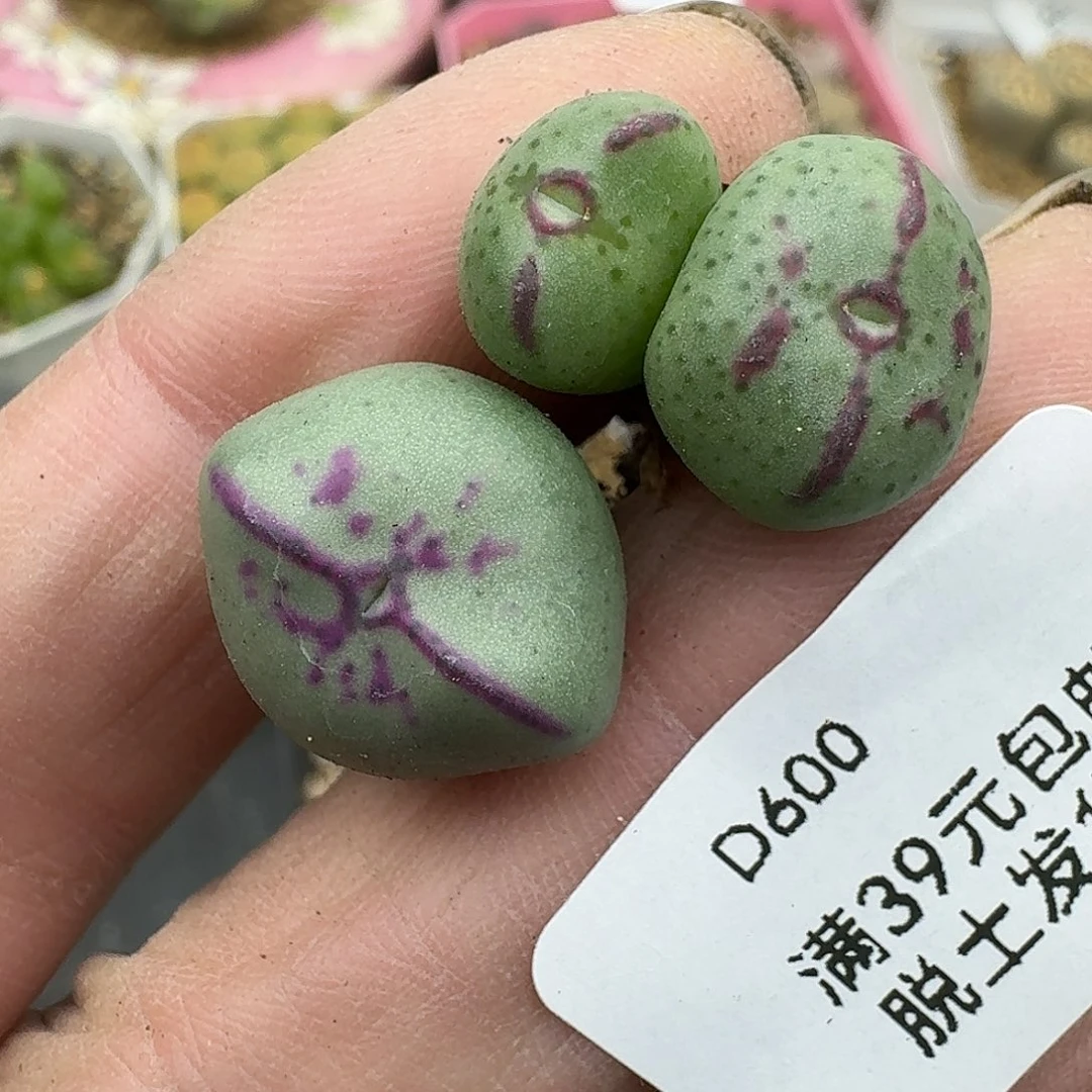 600多肉哈哈哈哈哈哈哈