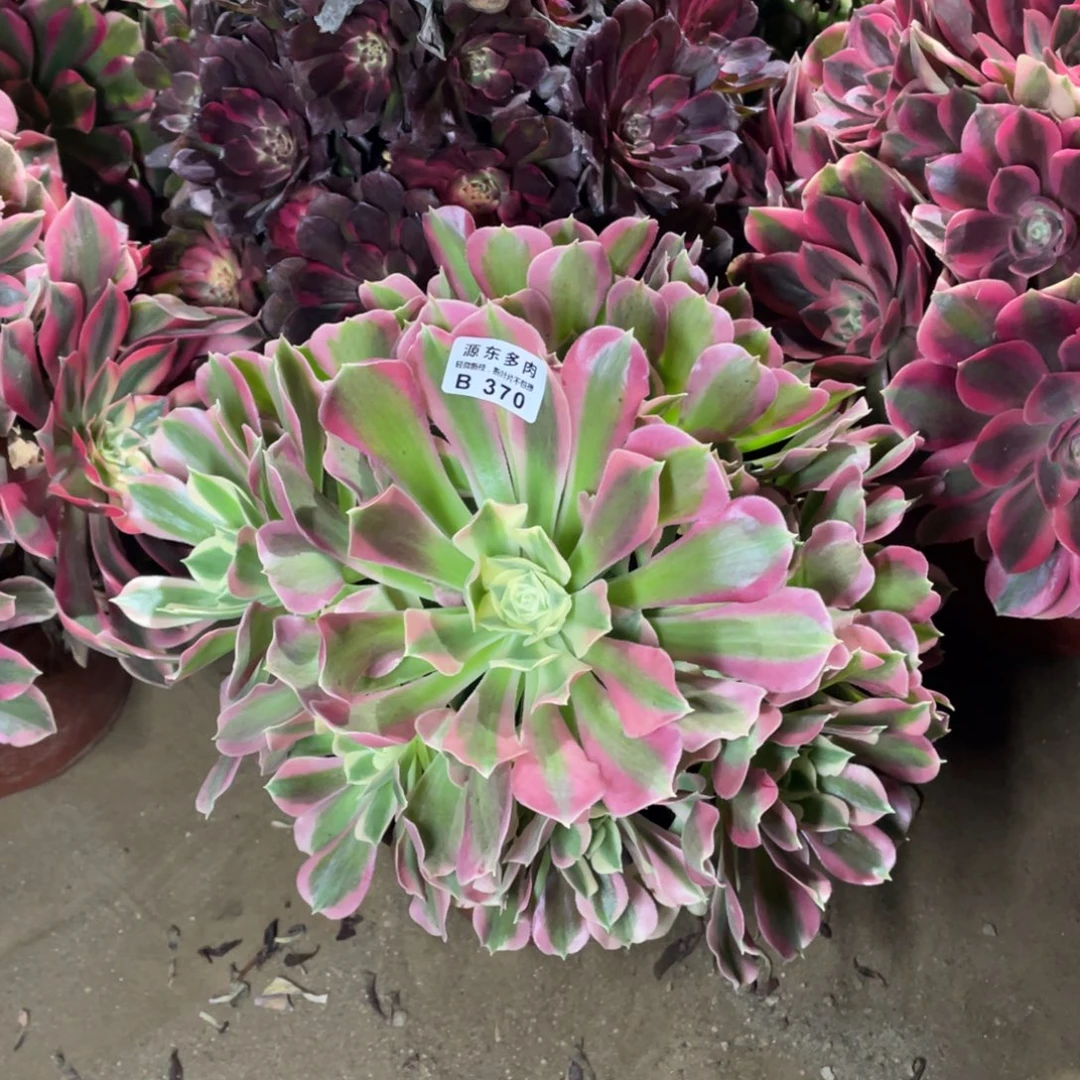 370白凤多肉法师断枝不包