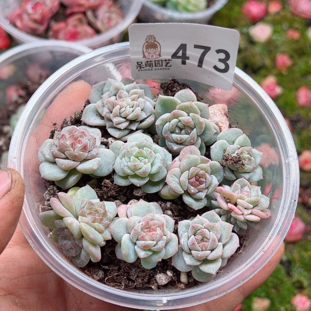 多肉植物多肉植物