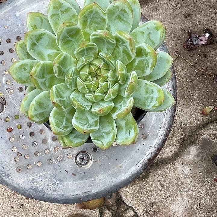 樱***o雪花25678月份6789907