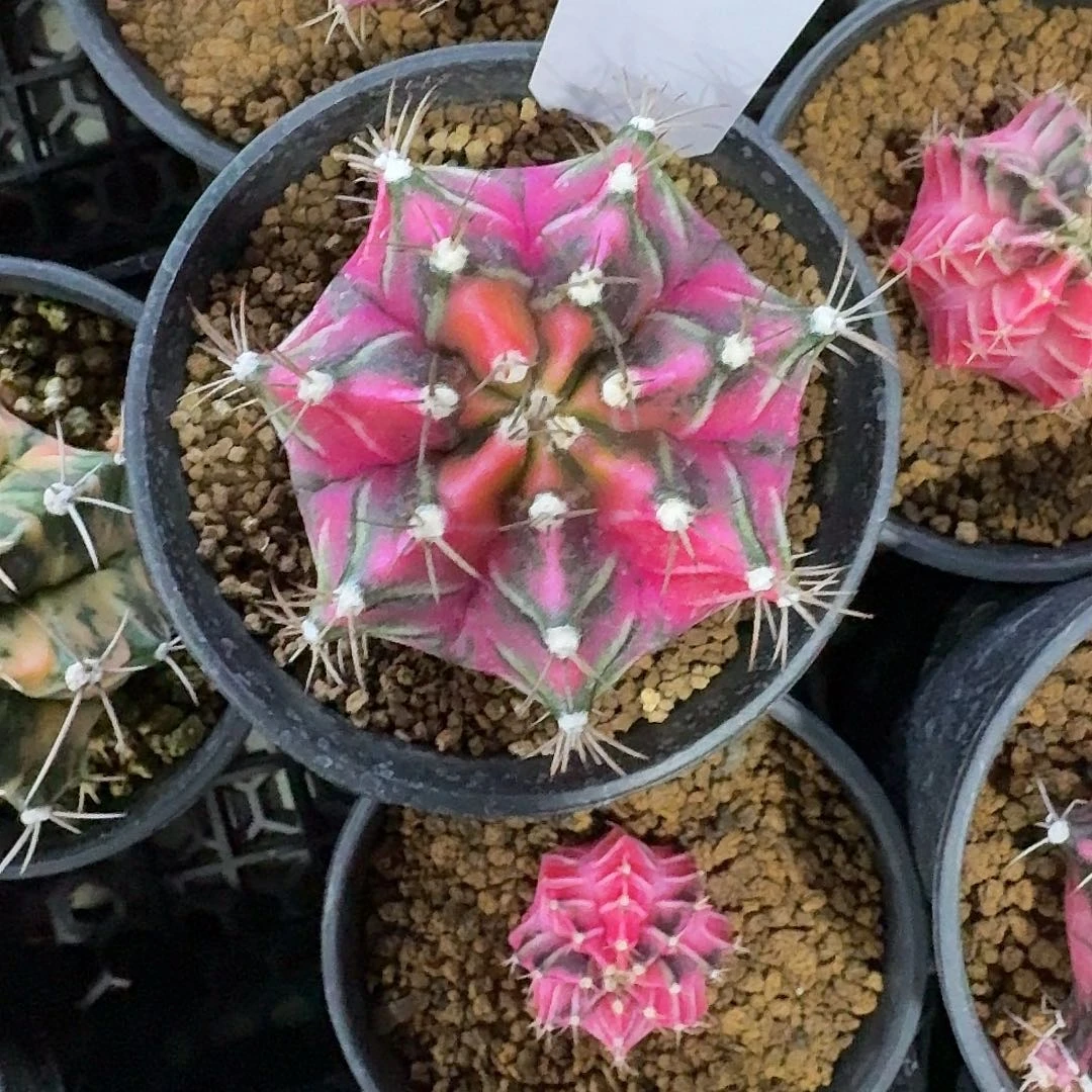 L232-1128广东发货 晚霞