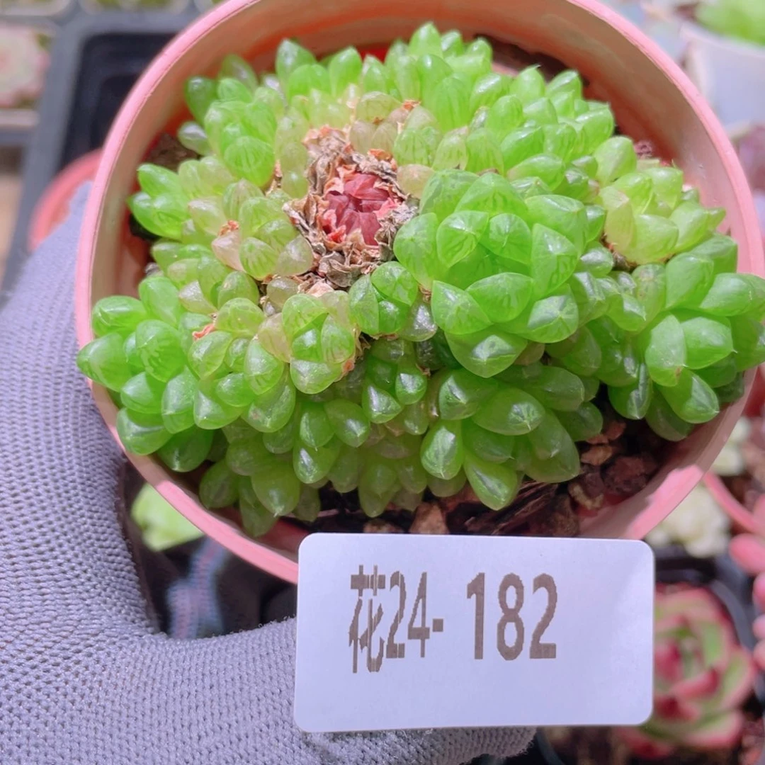 花利美24-182草玉露