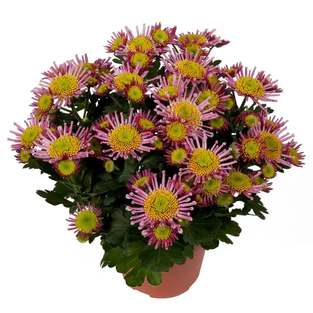 【菊花】多季开花 开花机器 盆栽