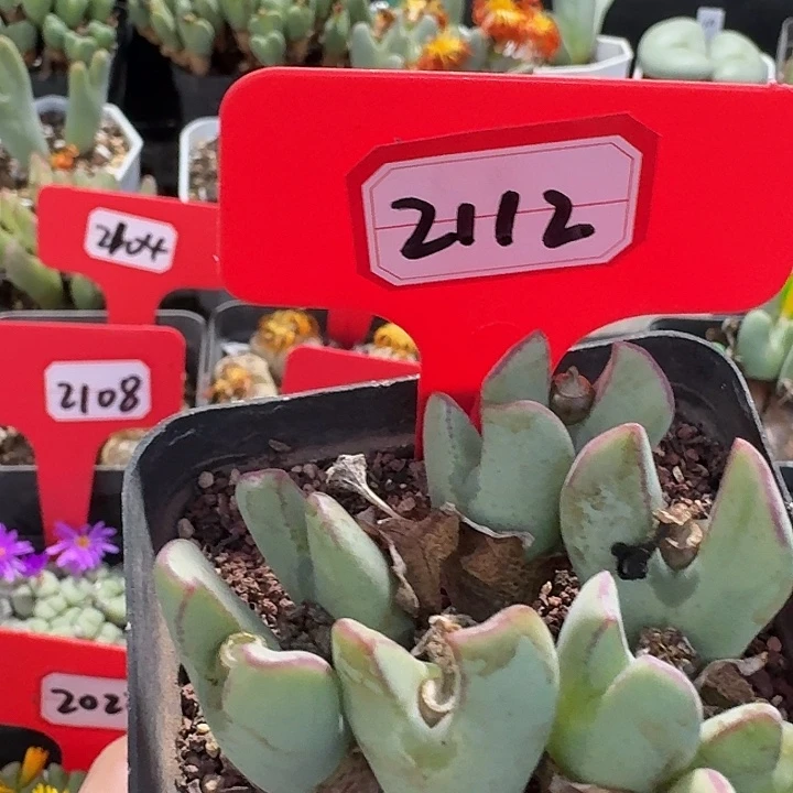 2112兔兔了旅途中哟