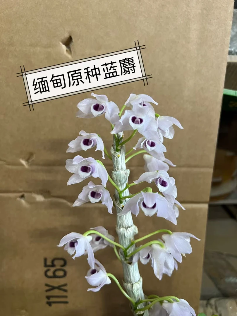 永祥兰艺 缅甸原种蓝麝  浓香开花性特好易种