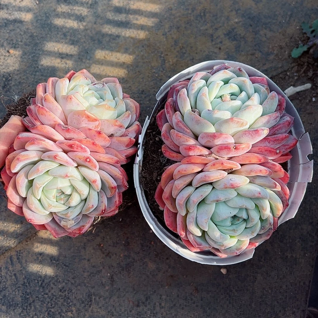 雪媚娘双头起发两盆