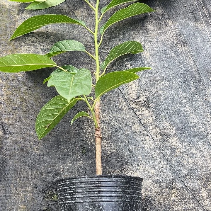 点***金天使25789990000009999