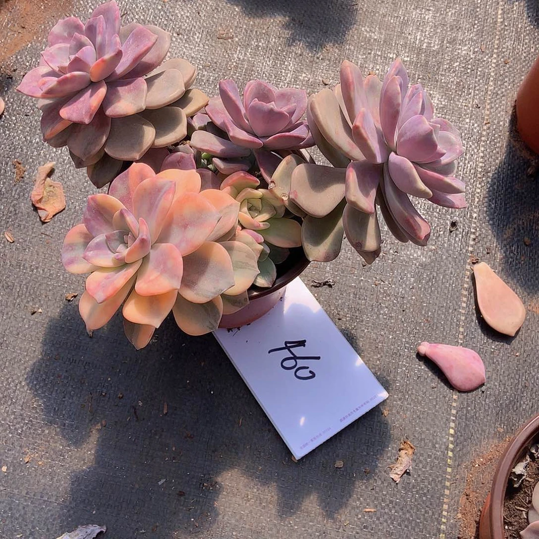 老三多肉一物一拍外播紫乐锦460