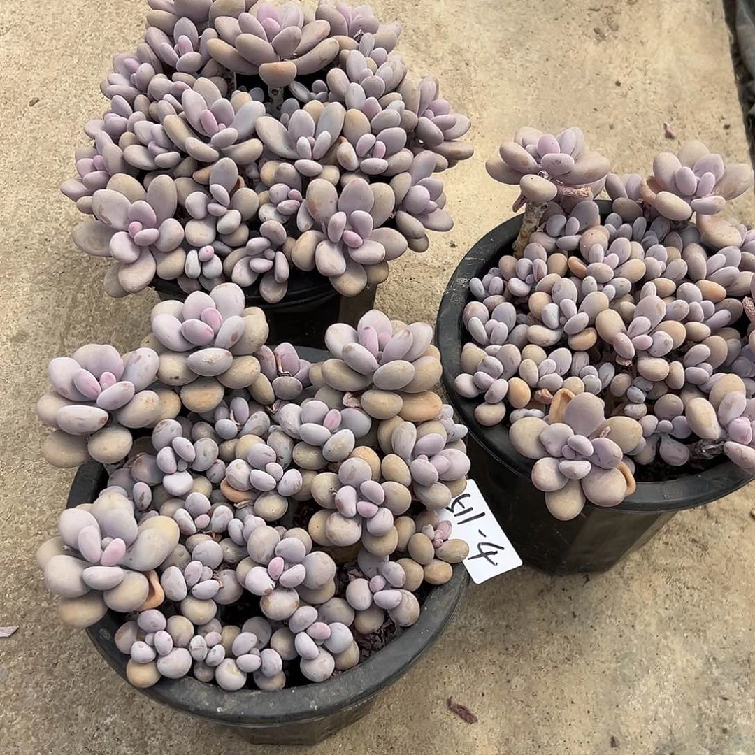 甜*511+4桃蛋组合3颗多肉