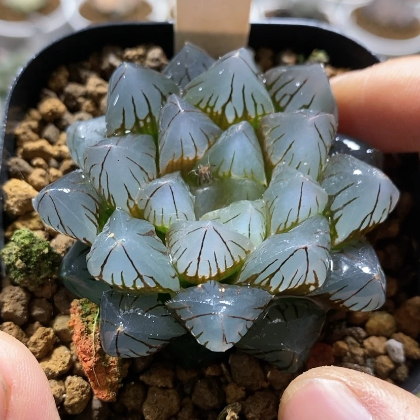 【闪购商品】13泰坦