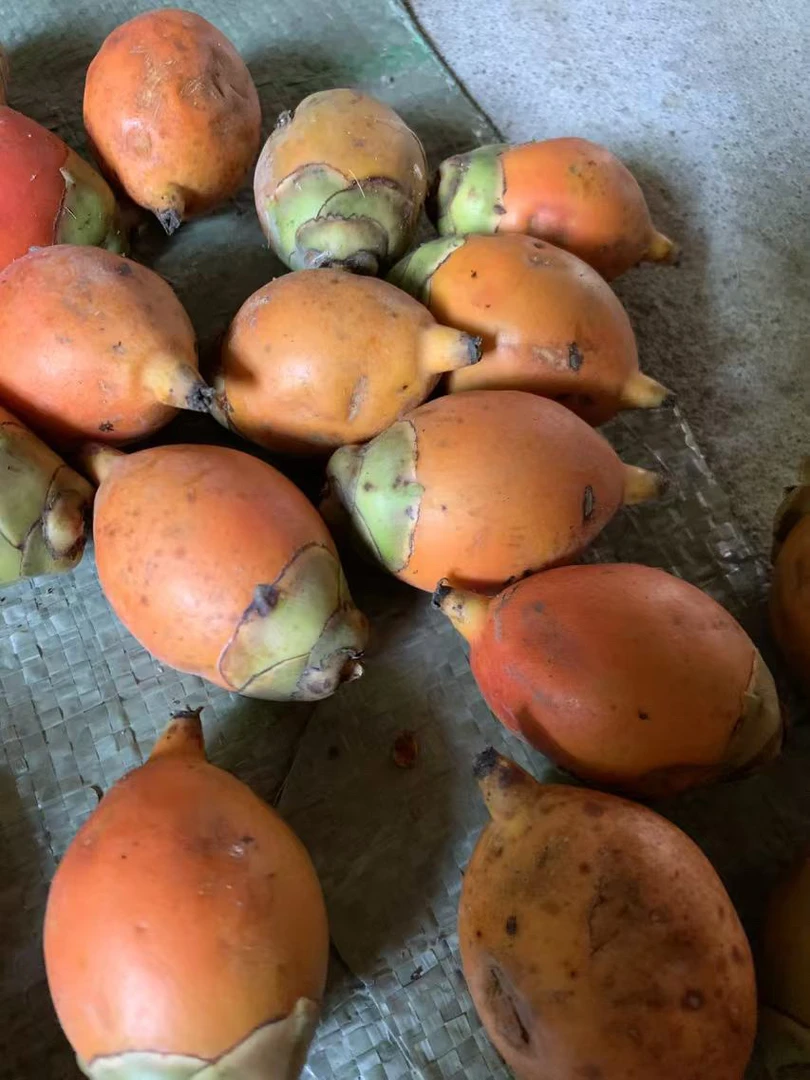 千丝菩提一份10个