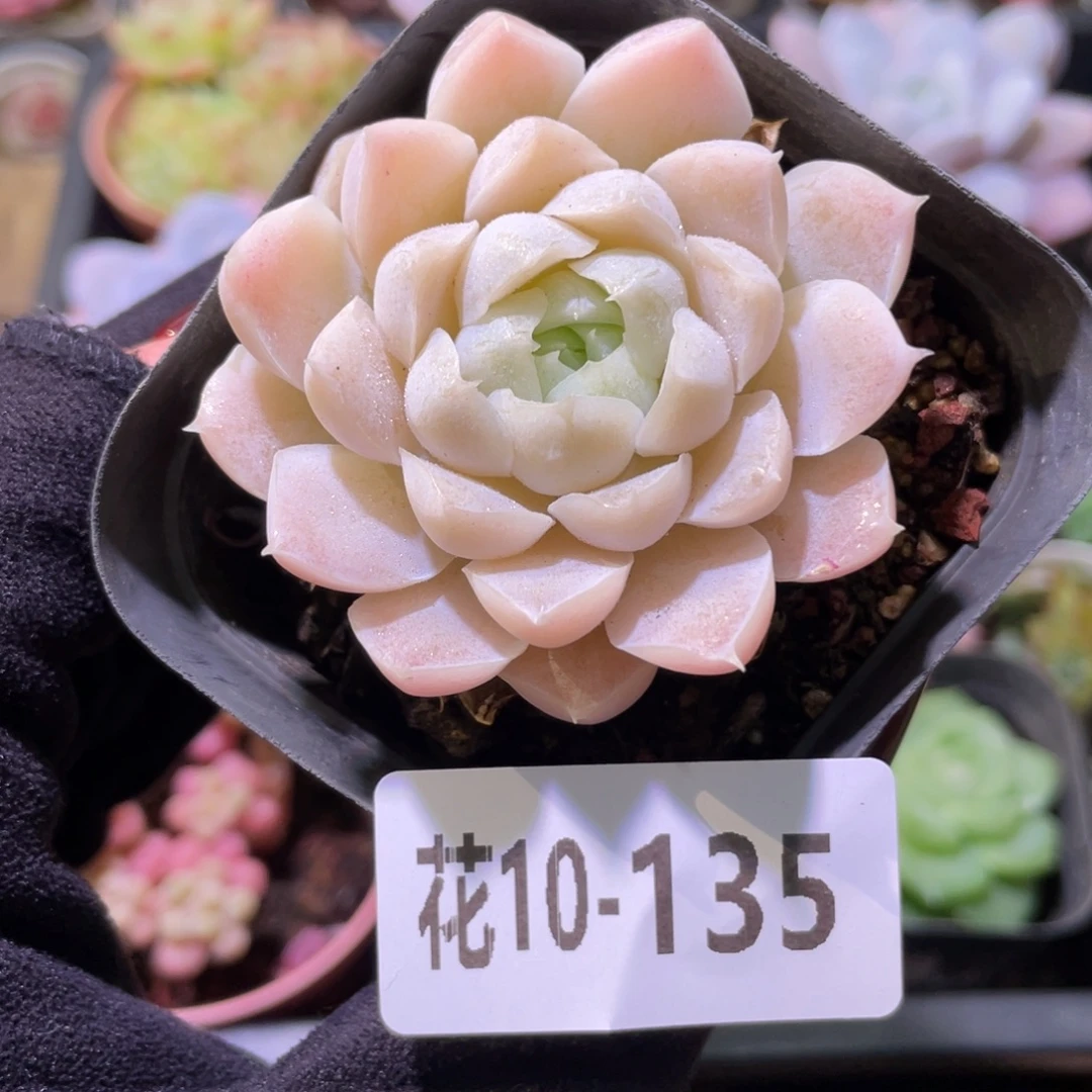 花利美10-135女王玫瑰