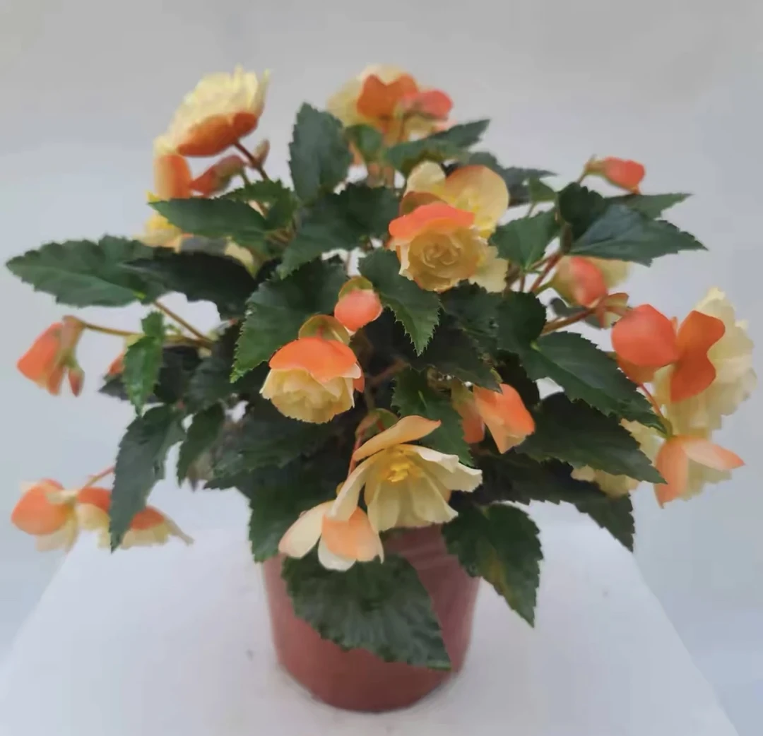 【景观海棠】四季开花室内垂钓盆栽花卉绿植好养易活基地直销