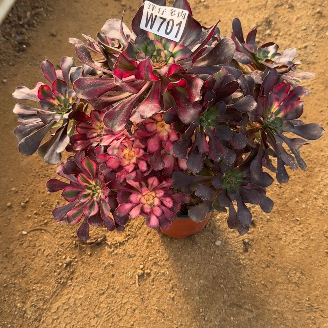 701花蝴蝶官服30左右2