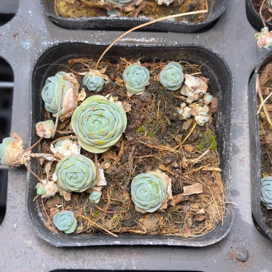 子持莲华多肉9.9包邮发货