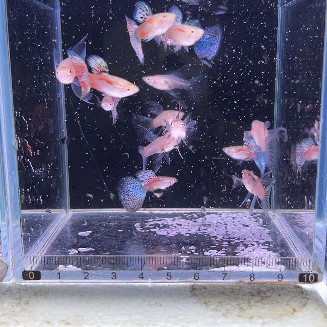 孔雀鱼红草绒球7对鱼龄小