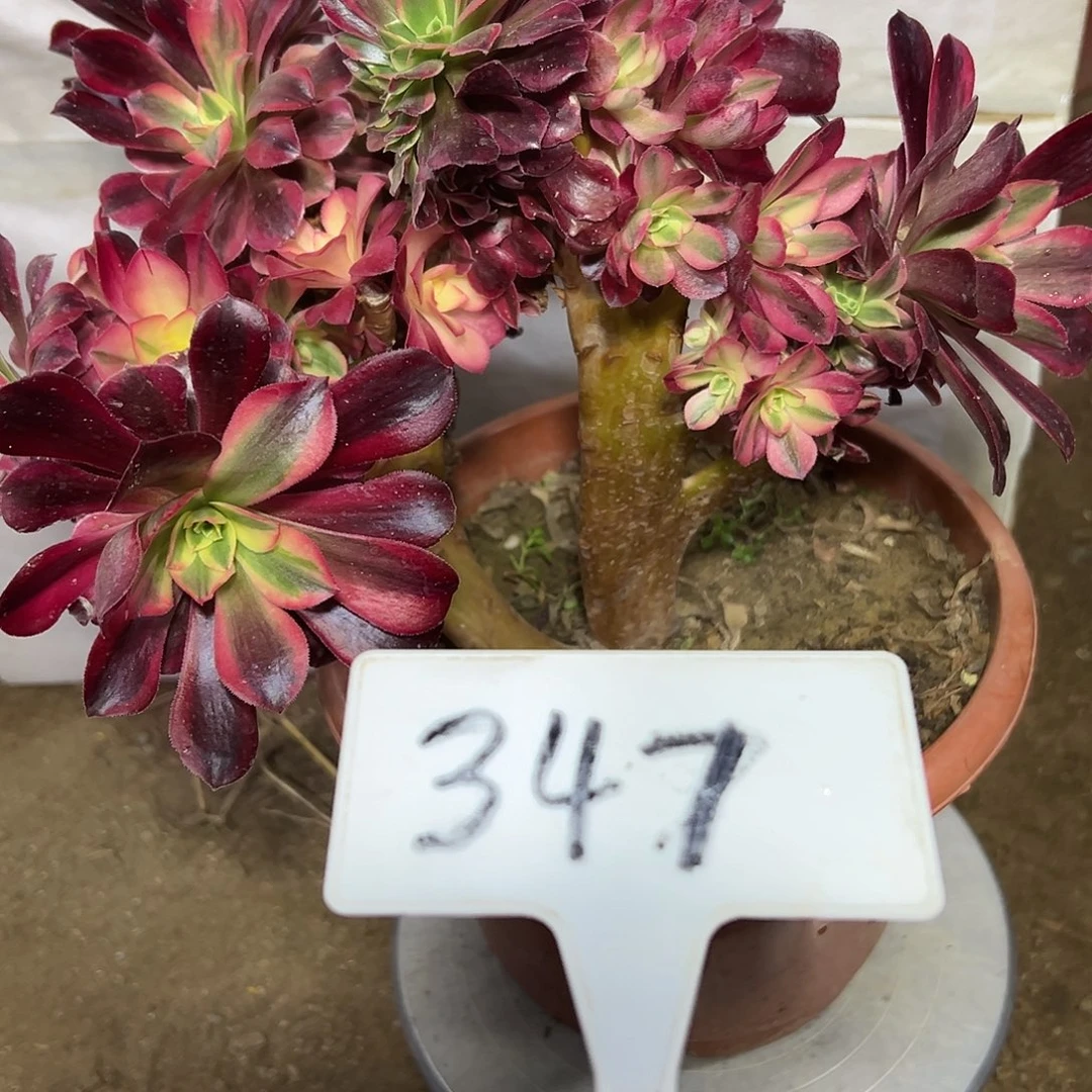 多肉植物美杜莎缀砍头347