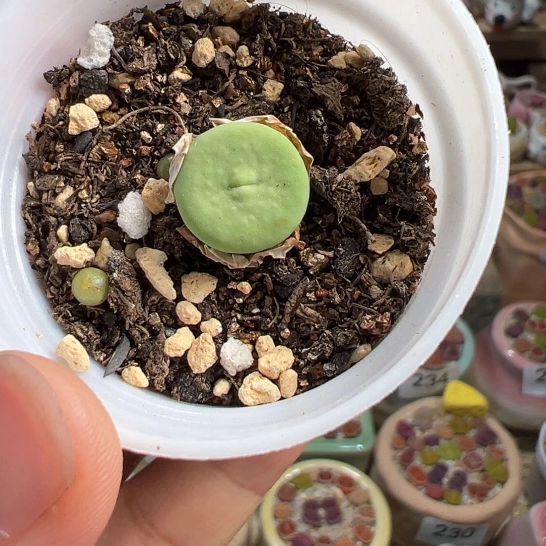 多肉植物260号红嘴