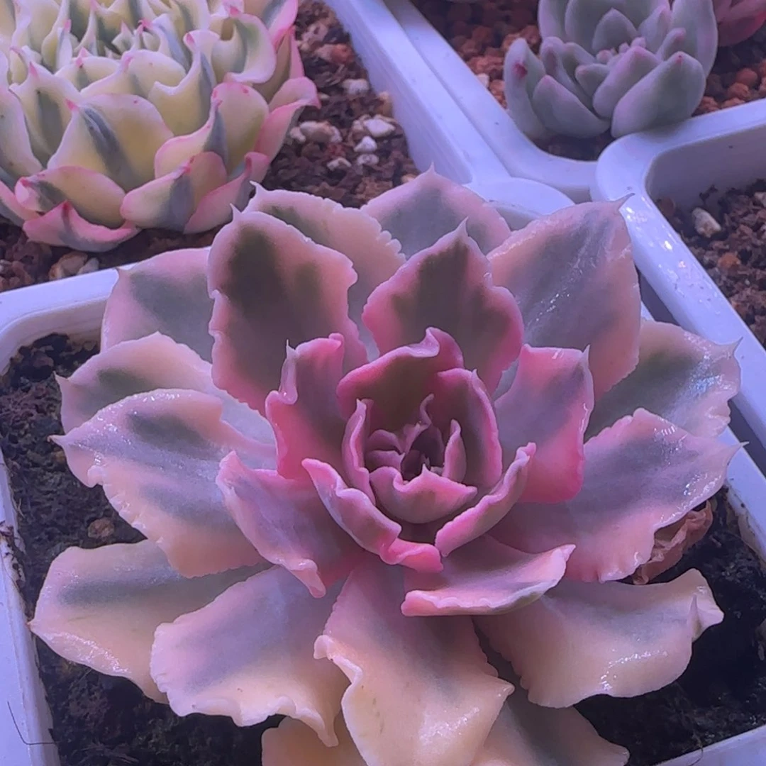 利比里亚锦 多肉植物