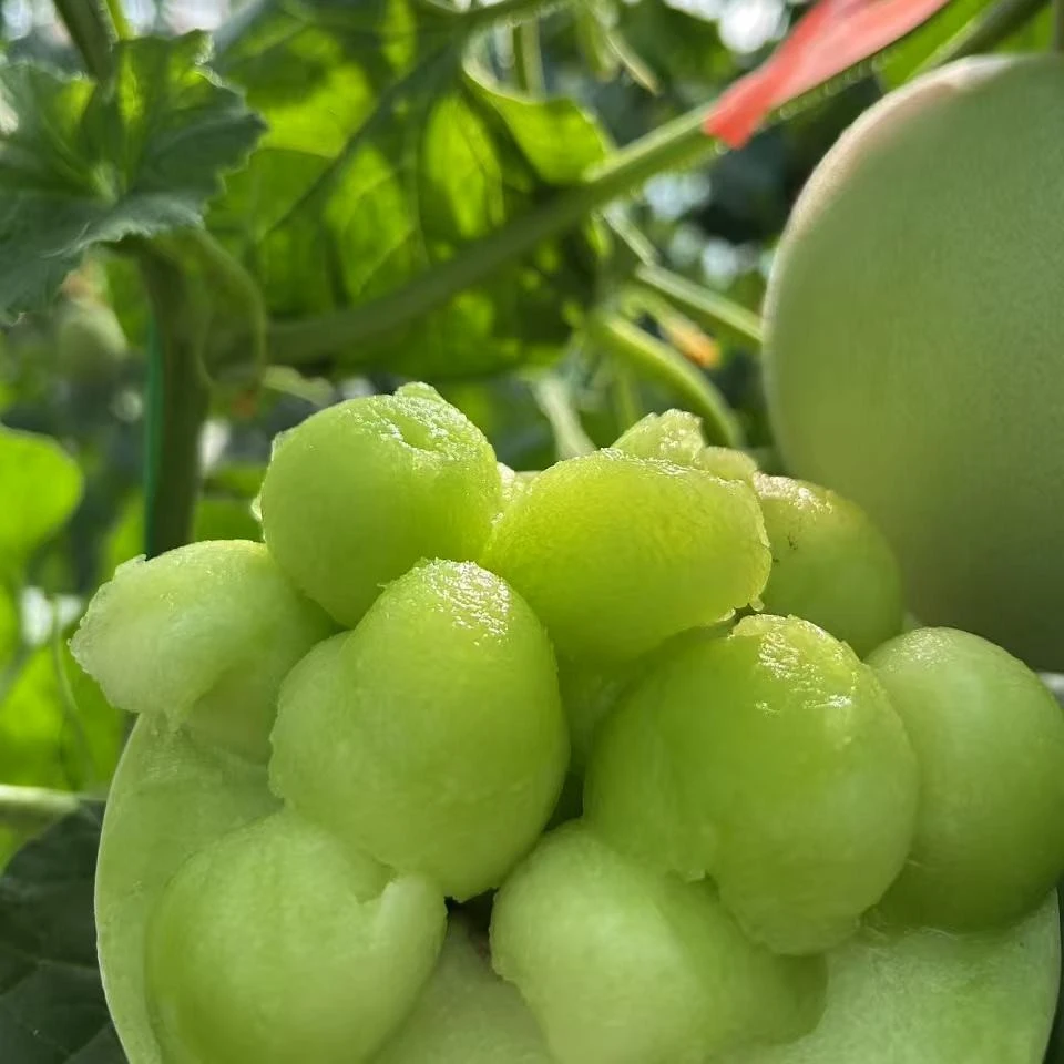 山东头茬玉菇甜瓜冰淇淋口感软糯香甜新鲜采摘坏果包赔