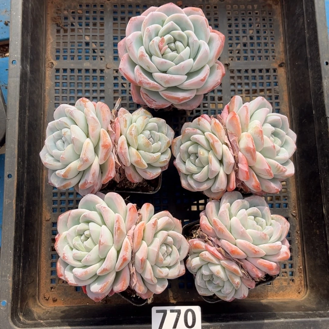 770号新疆西藏内蒙古不包邮