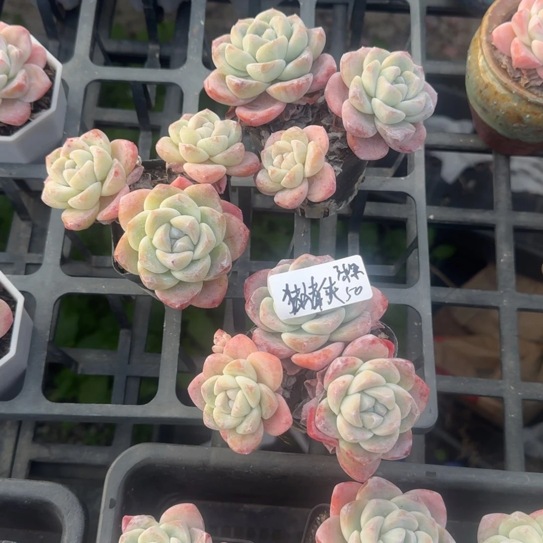 铁***侠猪猪侠冰玉3头3棵