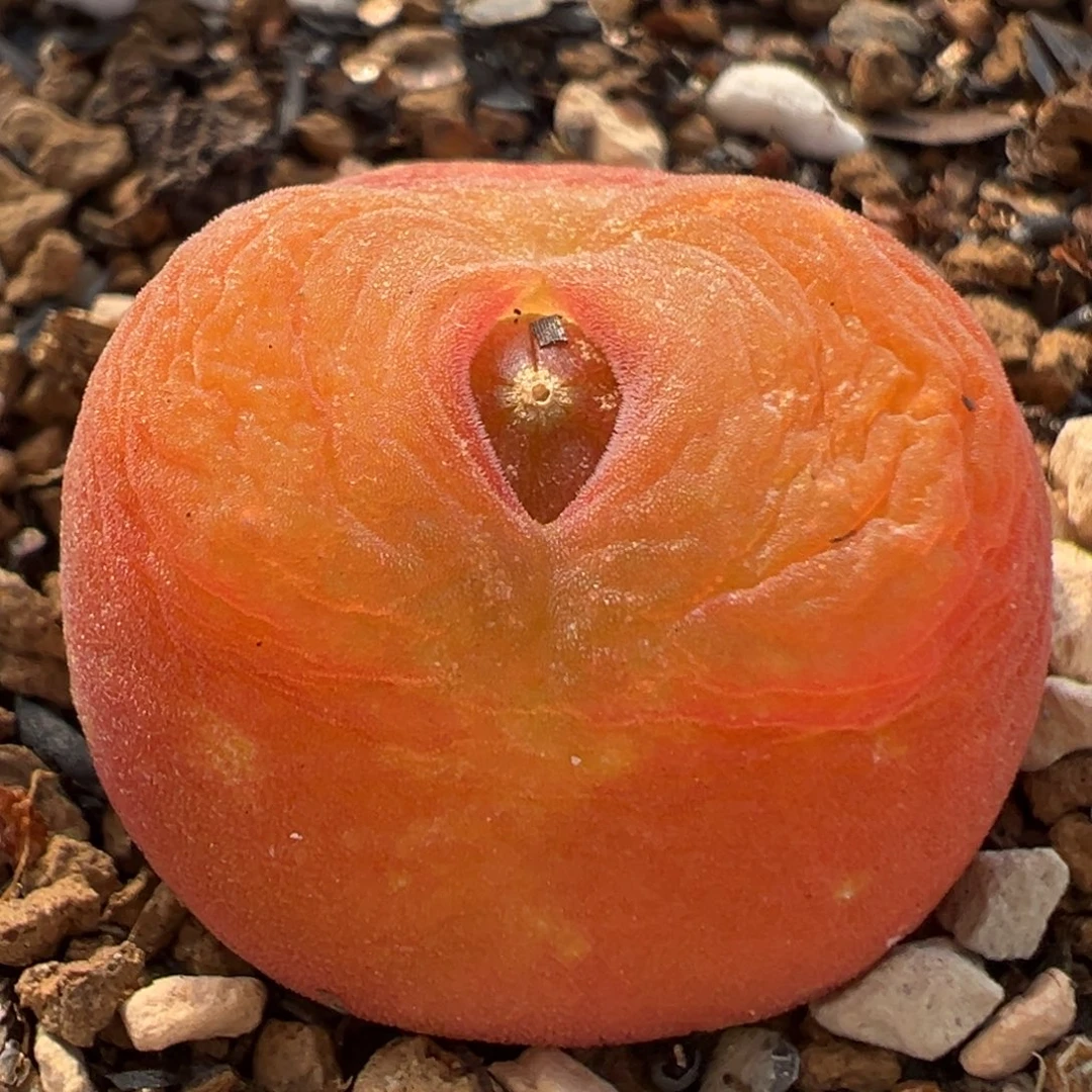 61多肉植物百科水蜜桃