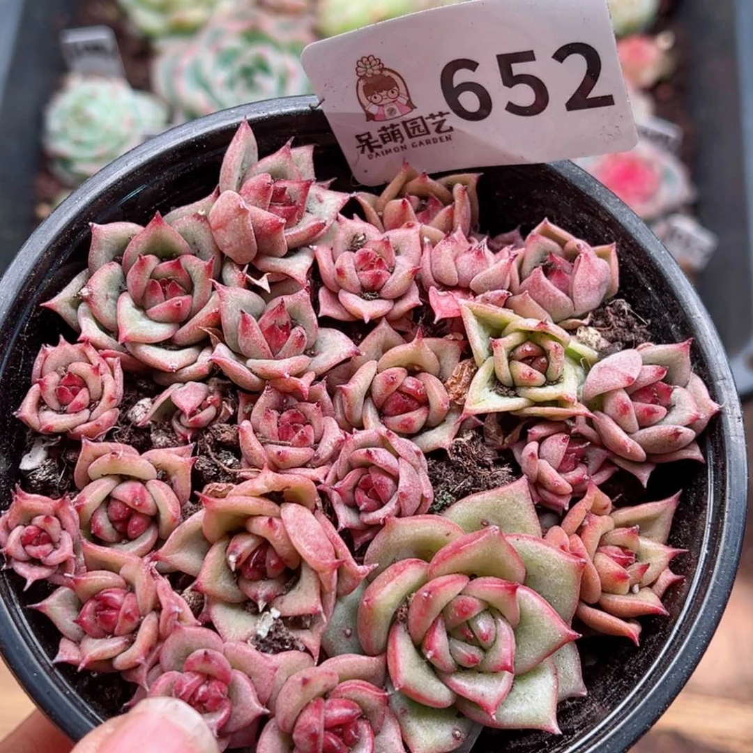 多肉植物多肉植物