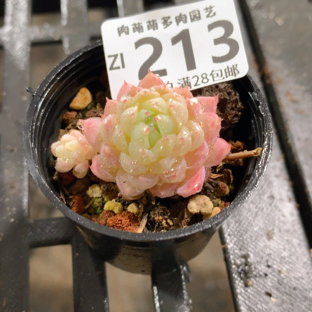 肉萌萌拇指盆精控多肉ZI213