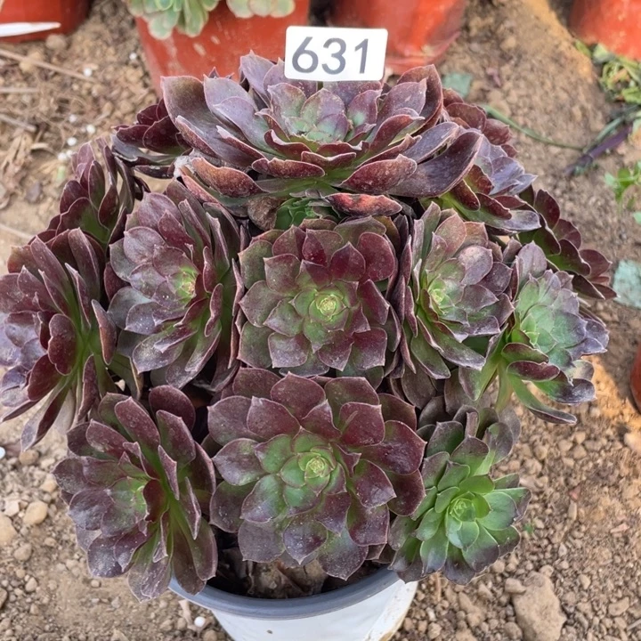 无花朵631赤焰莲多肉植物