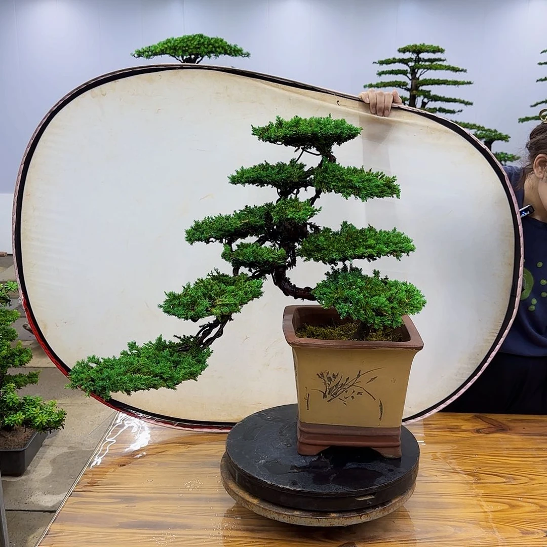 无花朵永**艺盆景直播间一物一拍