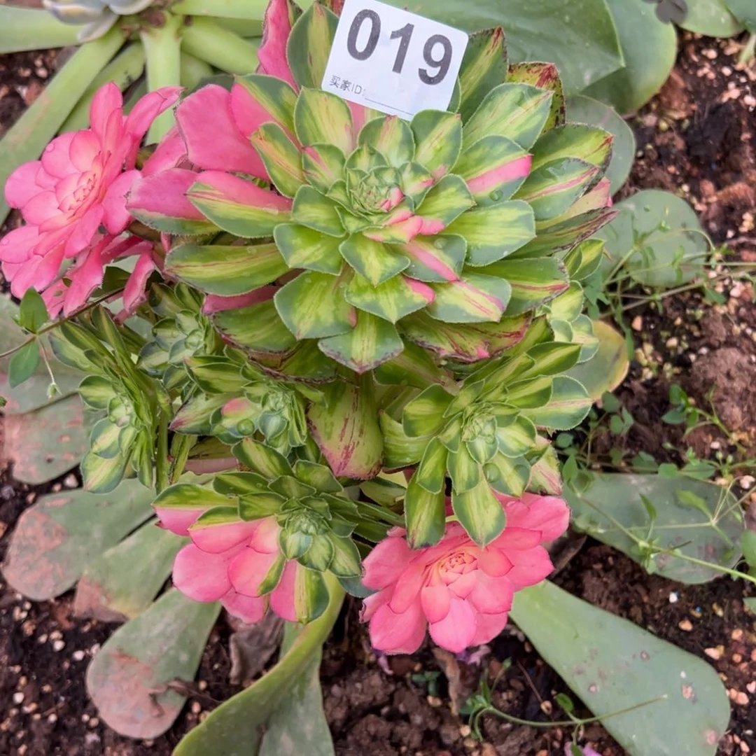 抖*皮精品多肉植物019