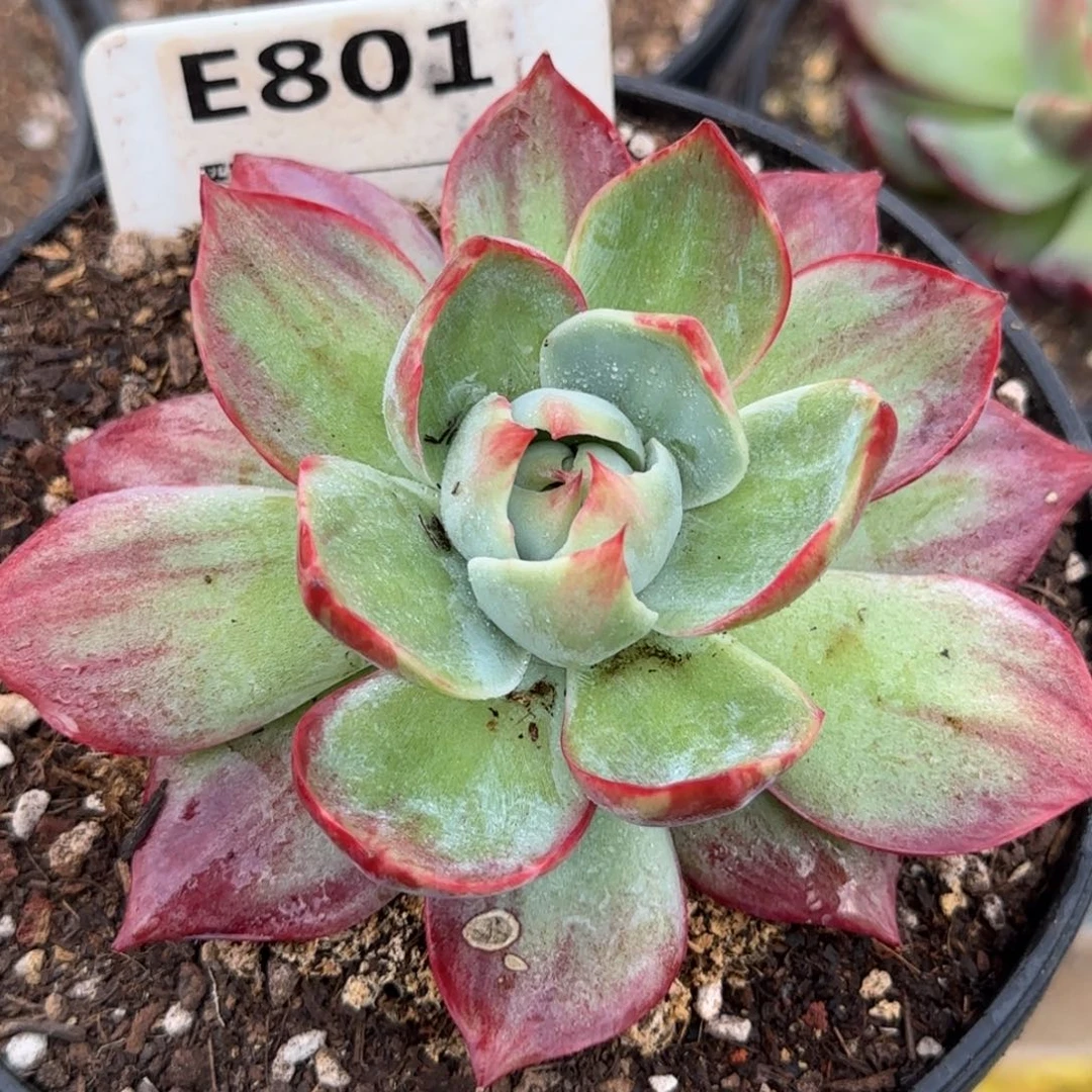 惊鸿一物一拍包装收缩花旱801