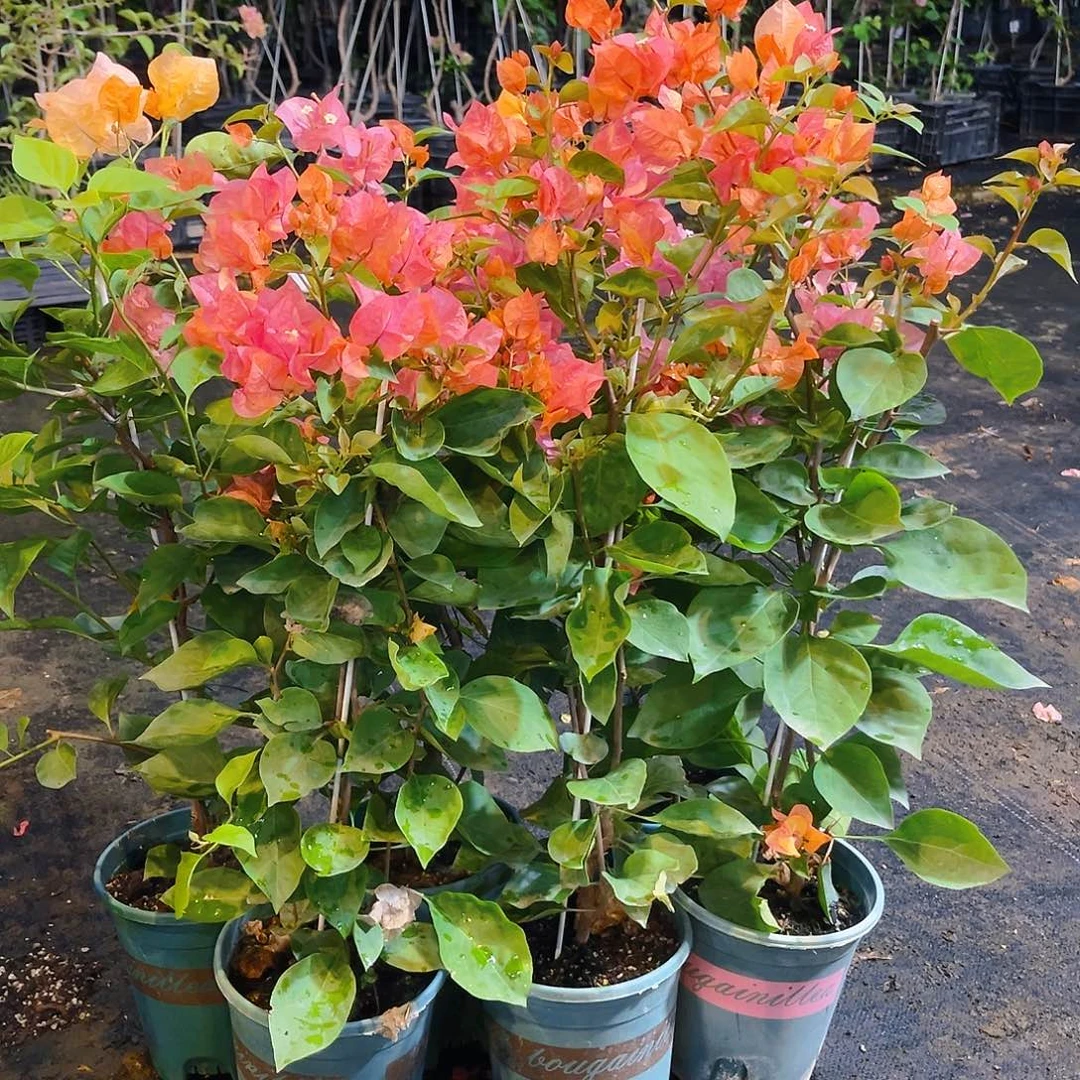 当前无花栽培后可以开花阿达娜带竹一颗
