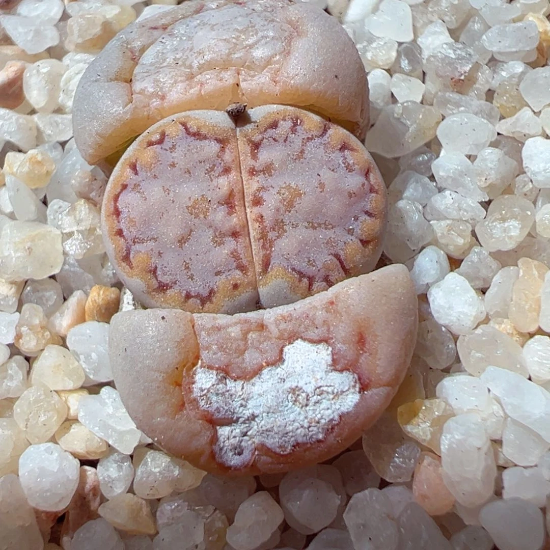 芽*宝119-136.我是真的不