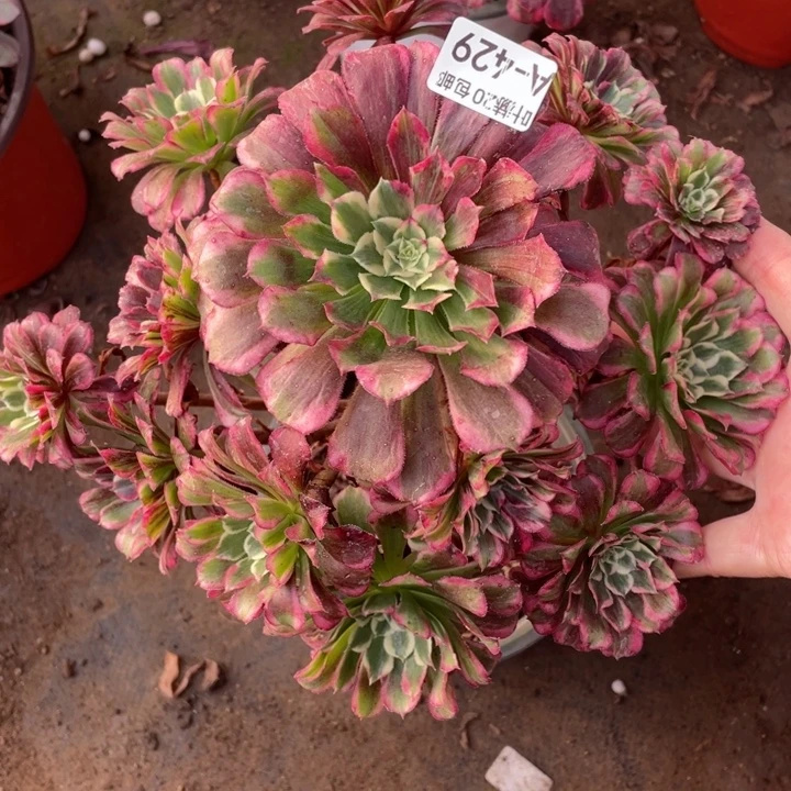 428铜花顺多肉1234467多肉