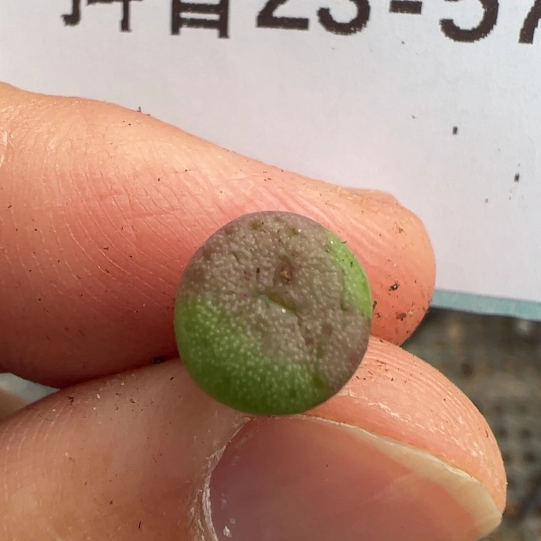 b**o23-57肉锥多肉植物，