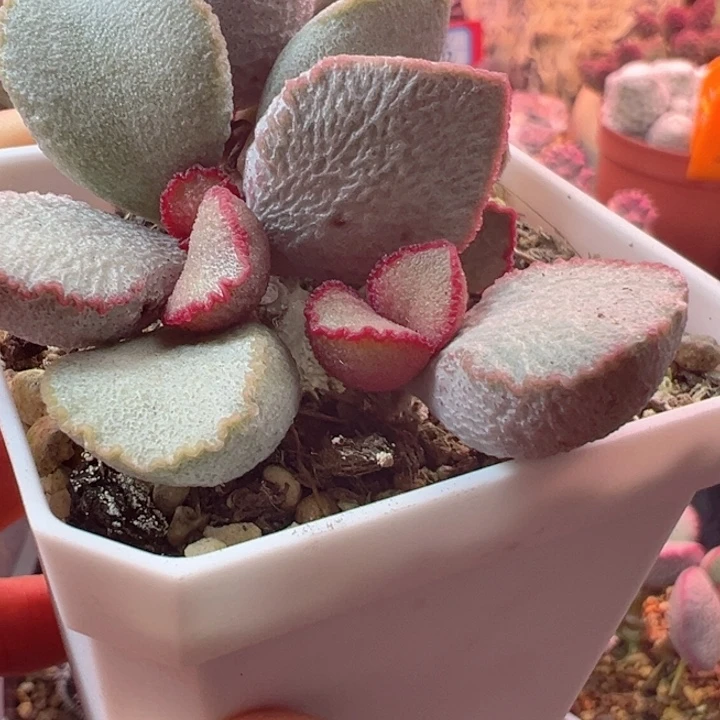 氺**淸恭喜发财是你我最喜欢看