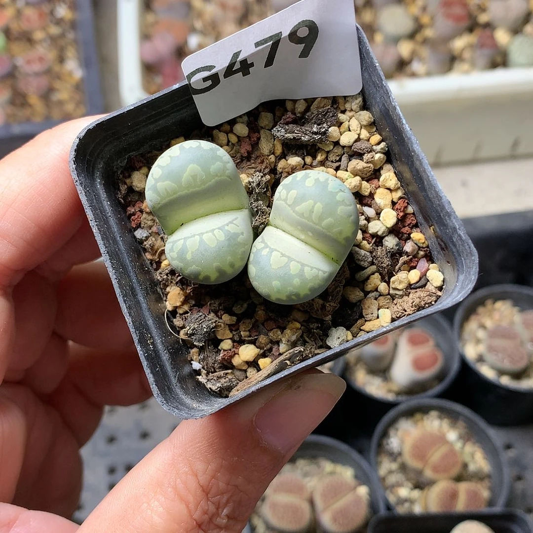 G479多肉植物保护