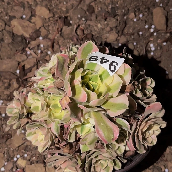 949女神多肉植物不售后