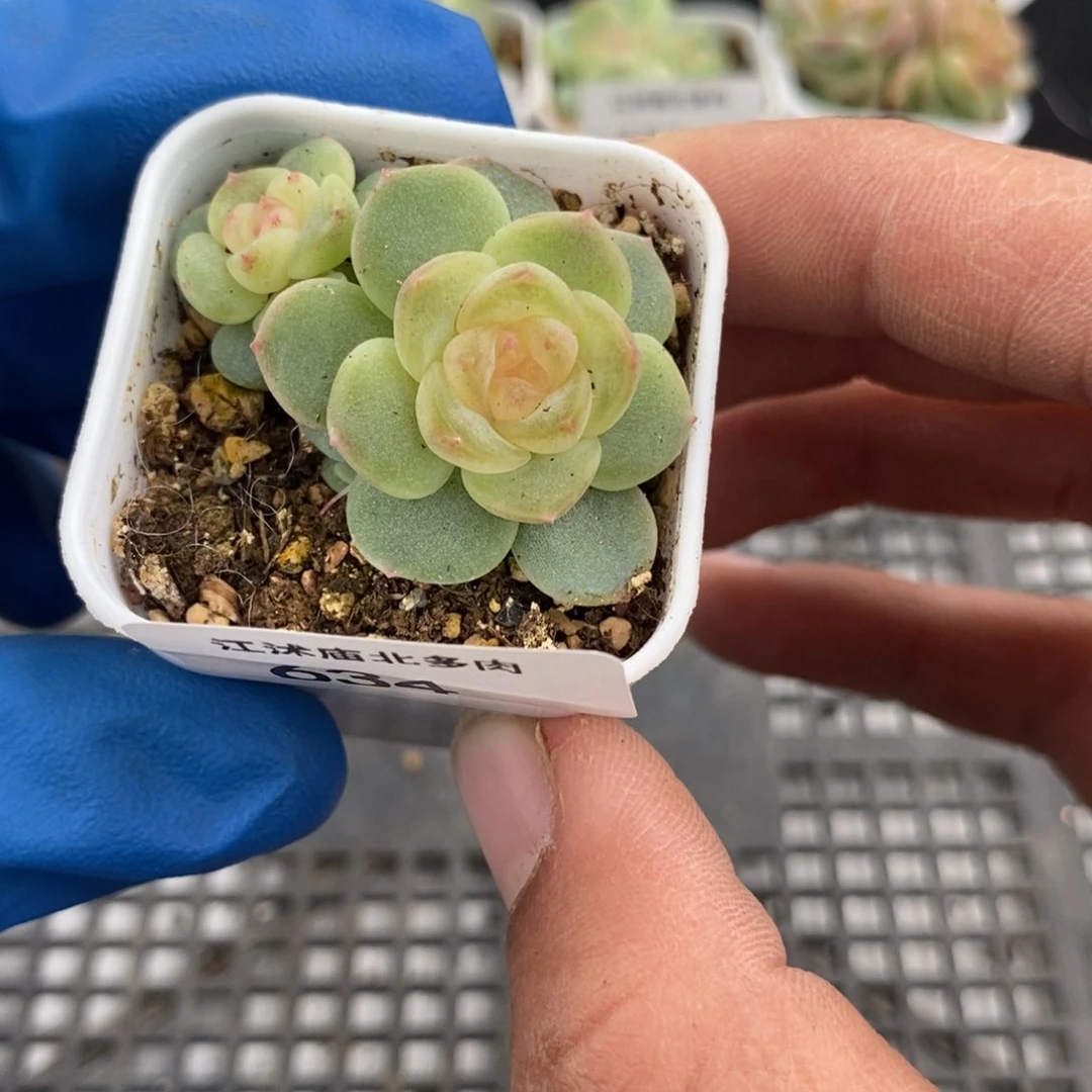 标签634飘枝甜心一个