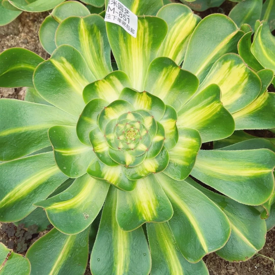 暴君多肉植物851