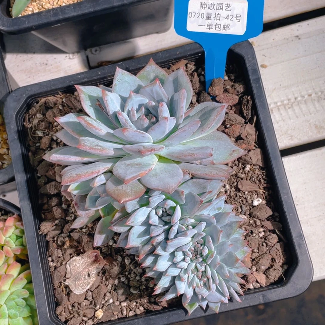 0720-42-粉蓝鸟缀化福利一颗