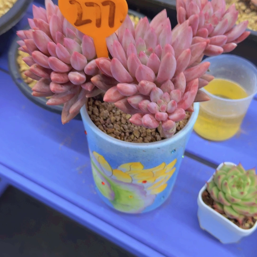 E*277多肉植物一物一拍