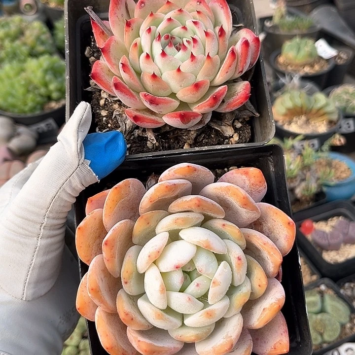 451 橙子+水蜜桃 脱土