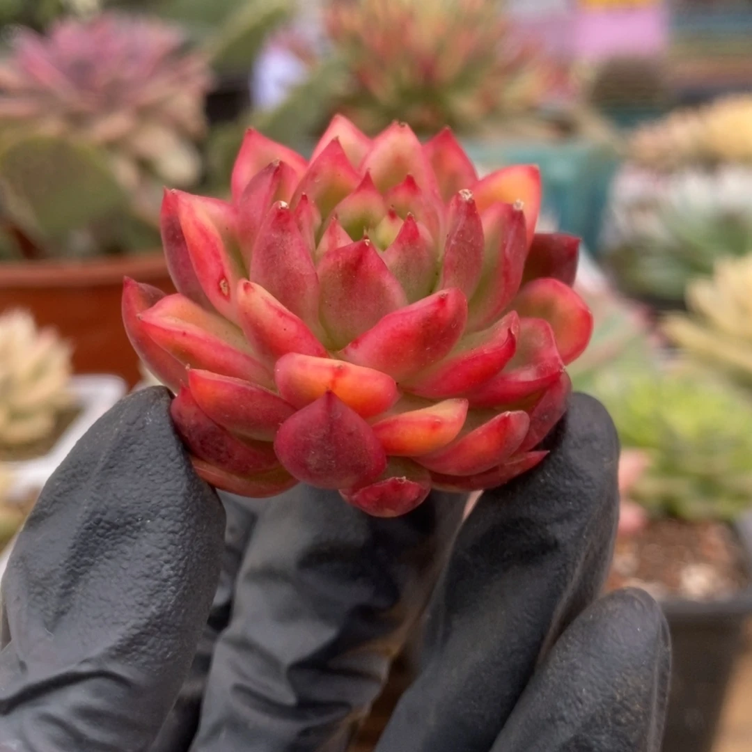 388红姑锦锦锦锦锦锦